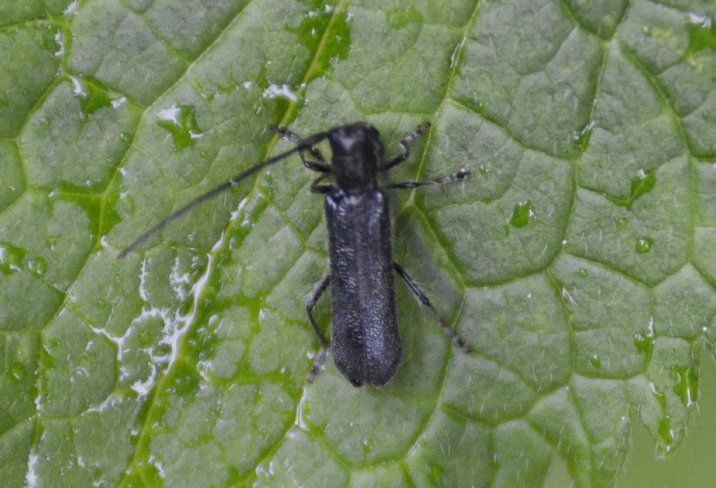 Cerambycidae: Stenostola dubia